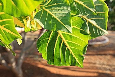 《黑神话》角色和敌人设计充满想象力 与其他魂游戏大不同